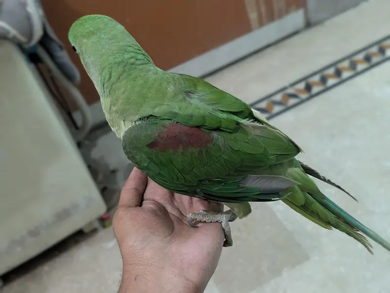 Raw parrot hand tame — photo 6