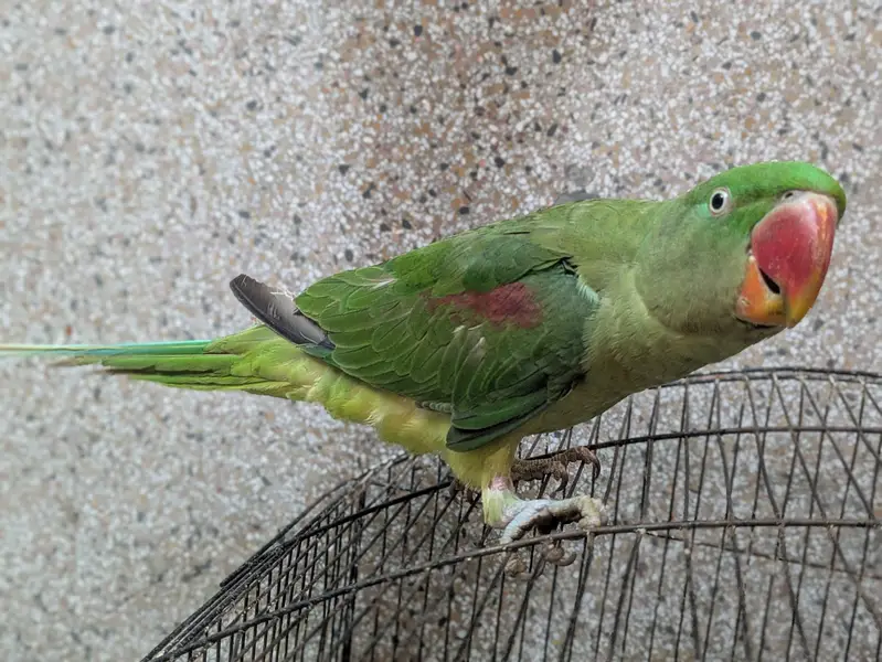 Raw parrot hand tame — photo 7