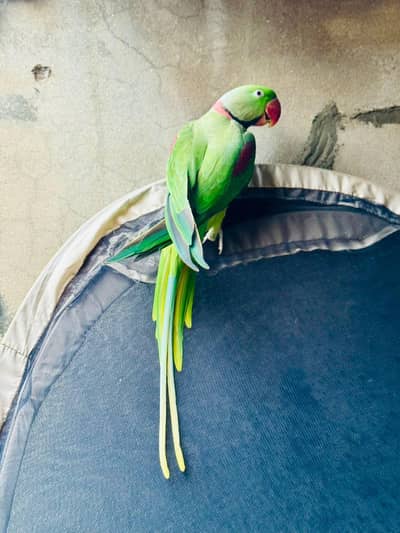 hand tamed Raw parrot