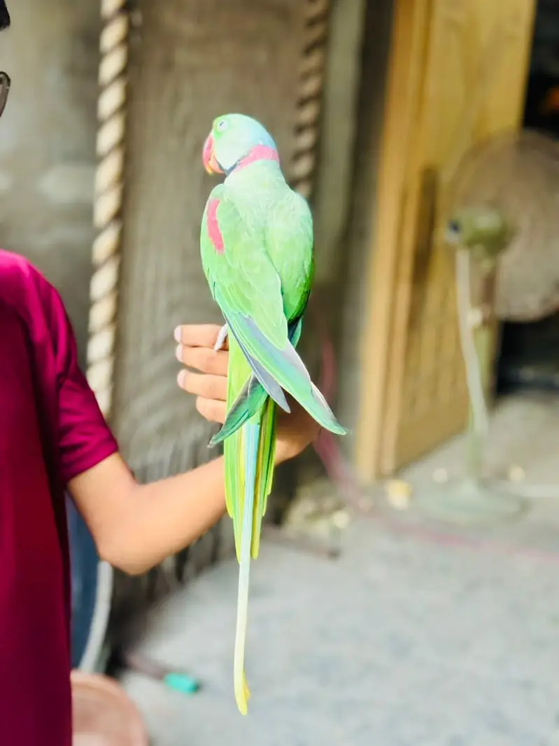 hand tamed Raw parrot — photo 2
