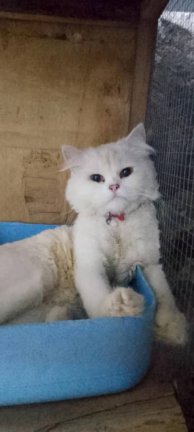cats pair and baby for sale in lahore