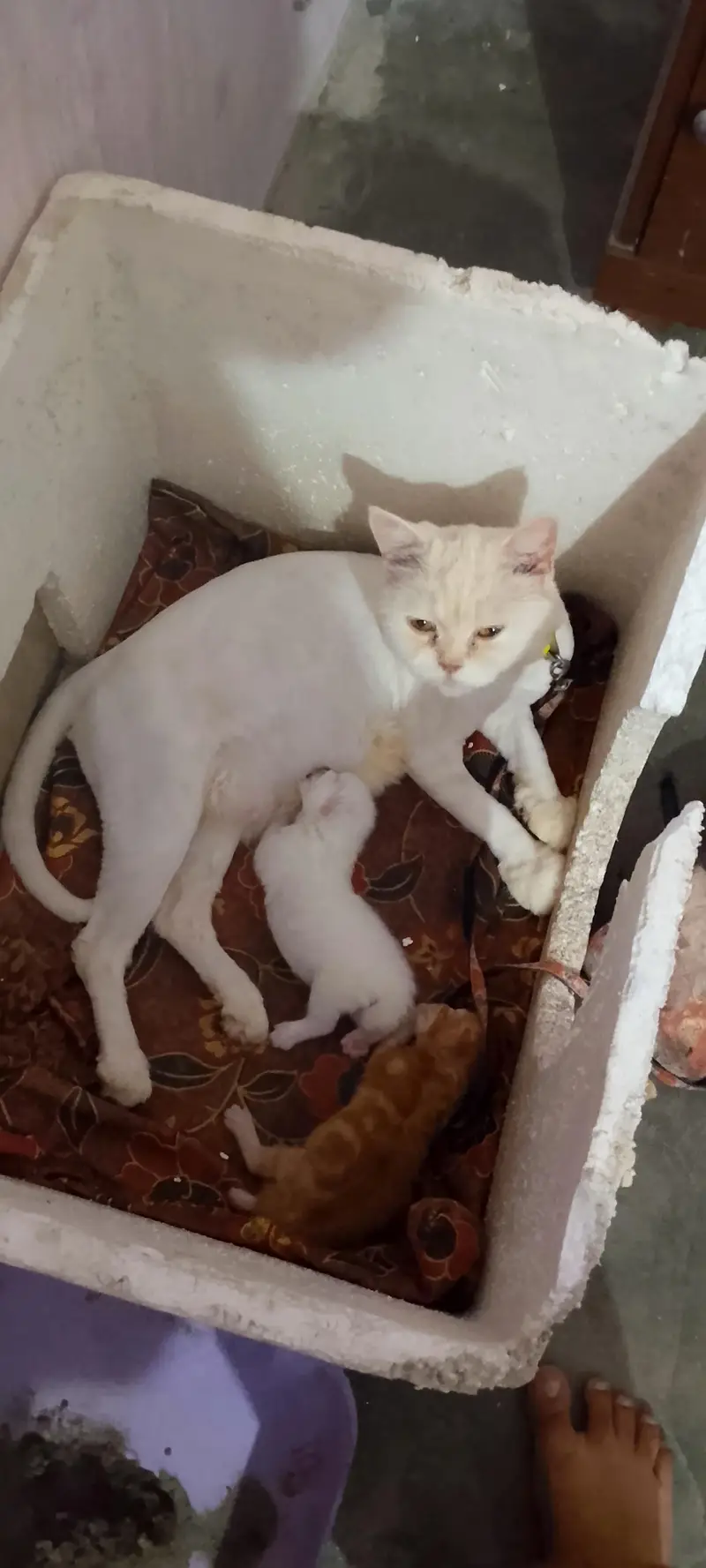 cats pair and baby for sale in lahore — photo 3