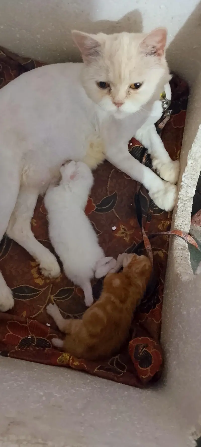 cats pair and baby for sale in lahore — photo 4