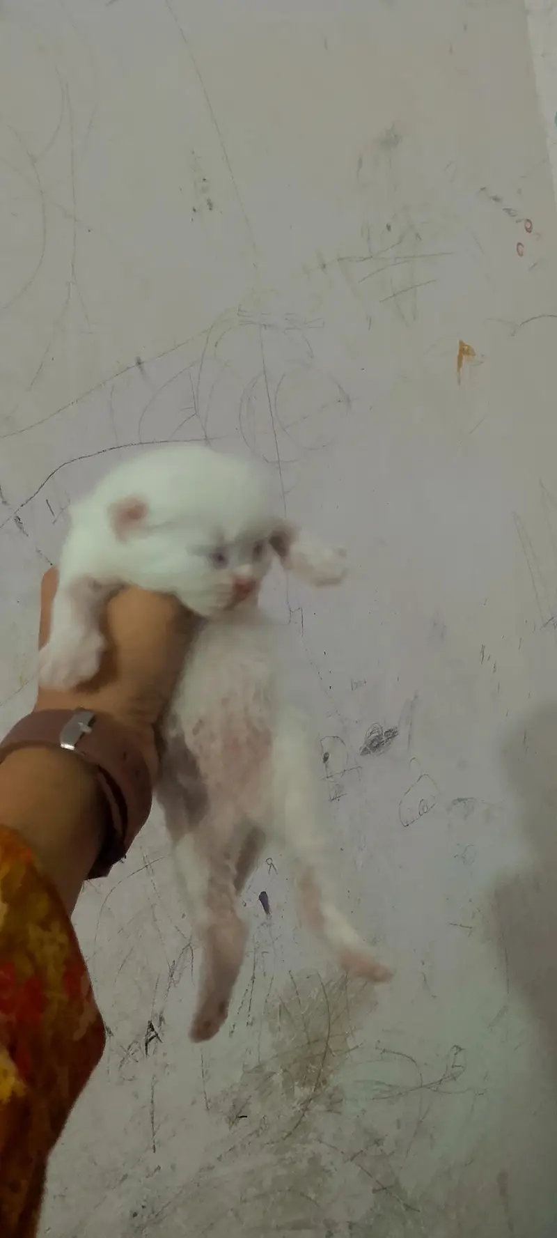 cats pair and baby for sale in lahore — photo 6