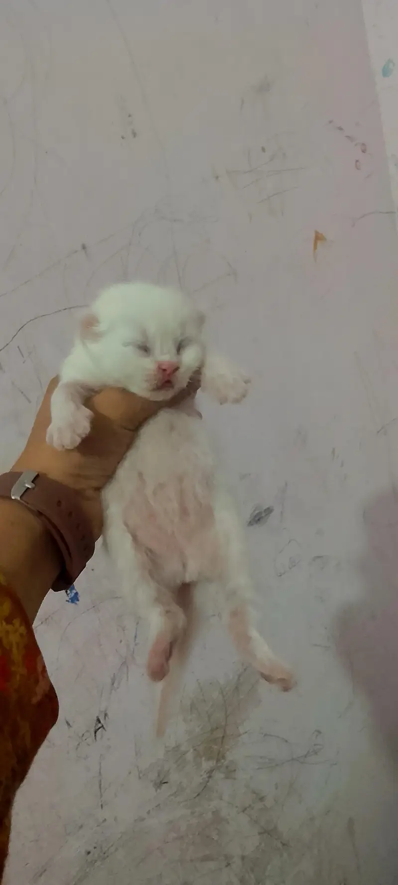 cats pair and baby for sale in lahore — photo 7