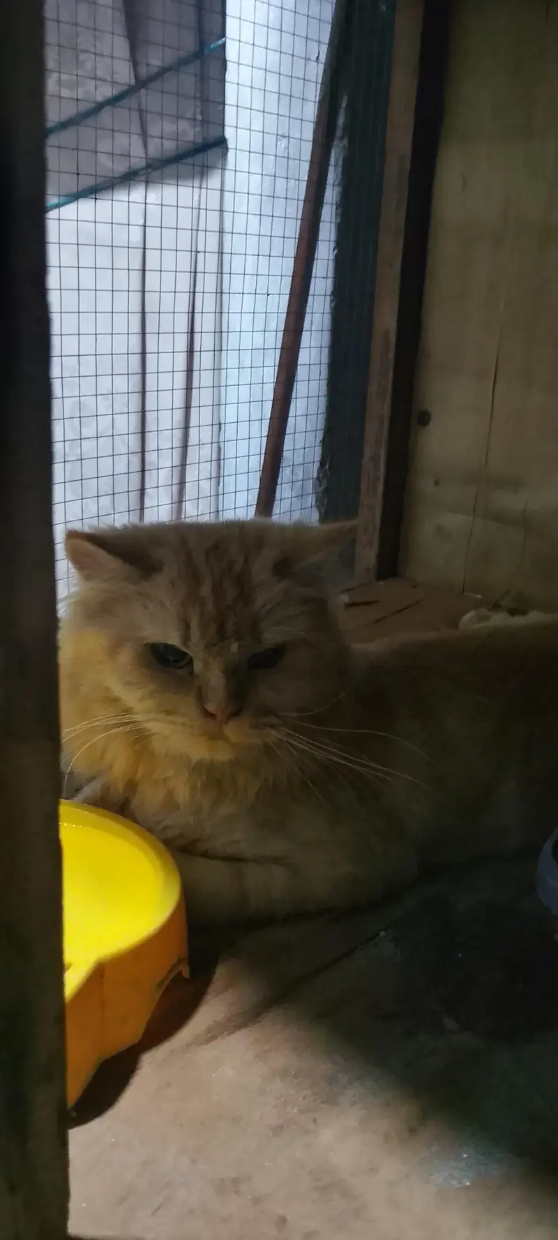 cats pair and baby for sale in lahore — photo 9