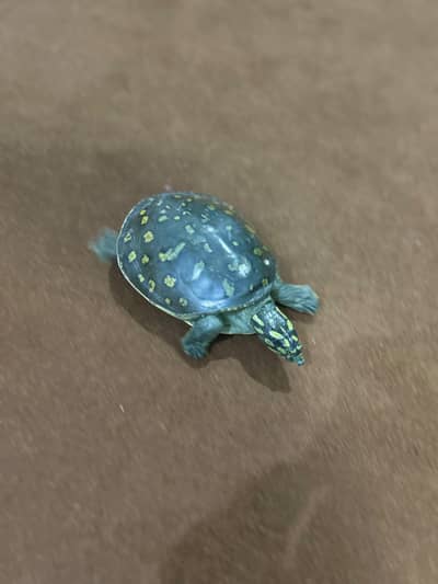 Indian Star Tortoise – 15 cm Shell_5 years old