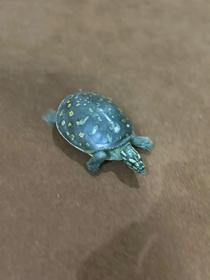 Indian Star Tortoise – 15 cm Shell_5 years old