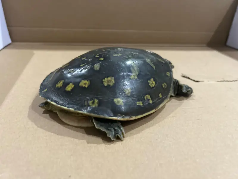 Indian Star Tortoise – 15 cm Shell_5 years old — photo 2