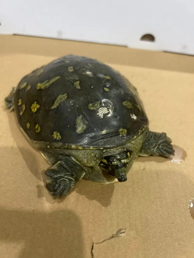 Indian Star Tortoise – 15 cm Shell_5 years old — photo 3