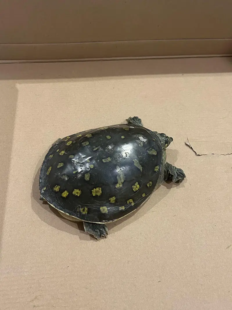 Indian Star Tortoise – 15 cm Shell_5 years old — photo 4