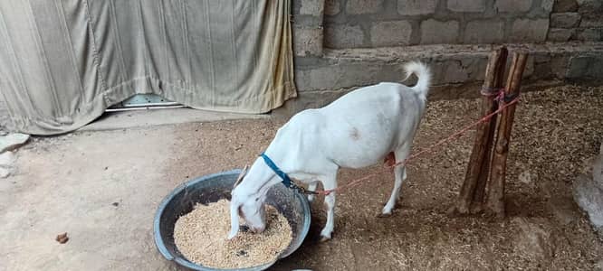 bakri for sell