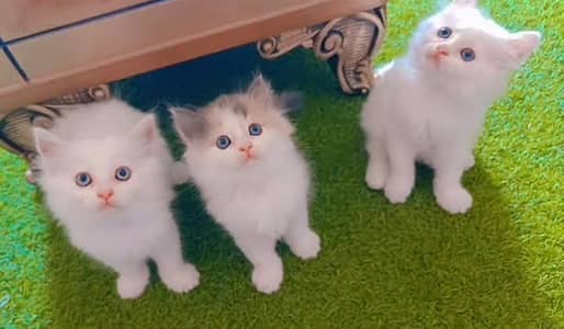 person cat for sale