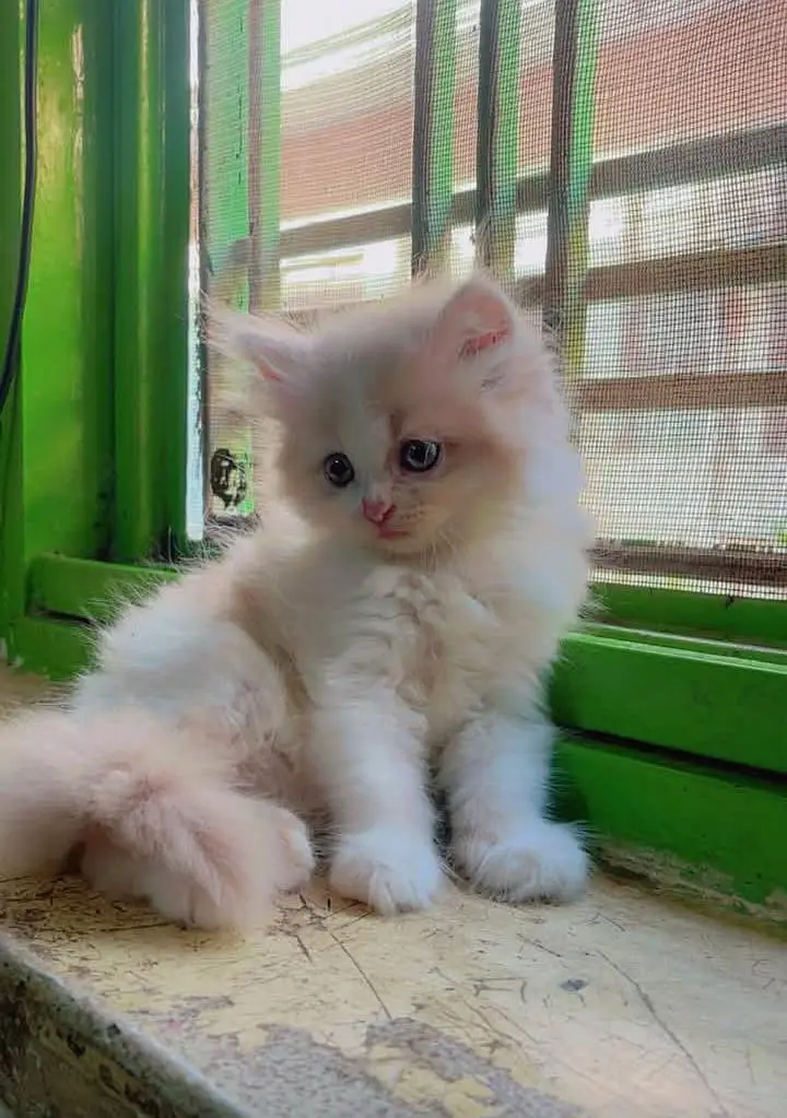 person cat for sale — photo 2