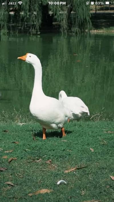 White breader