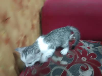 persian kitten
