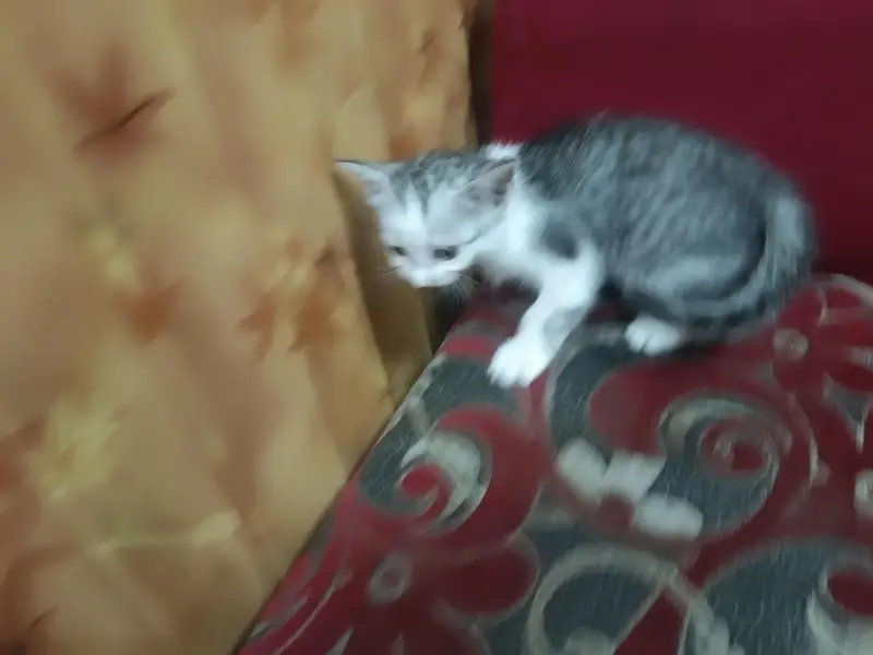persian kitten — photo 2