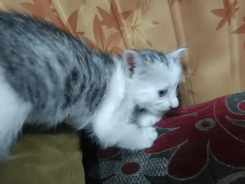 persian kitten — photo 3