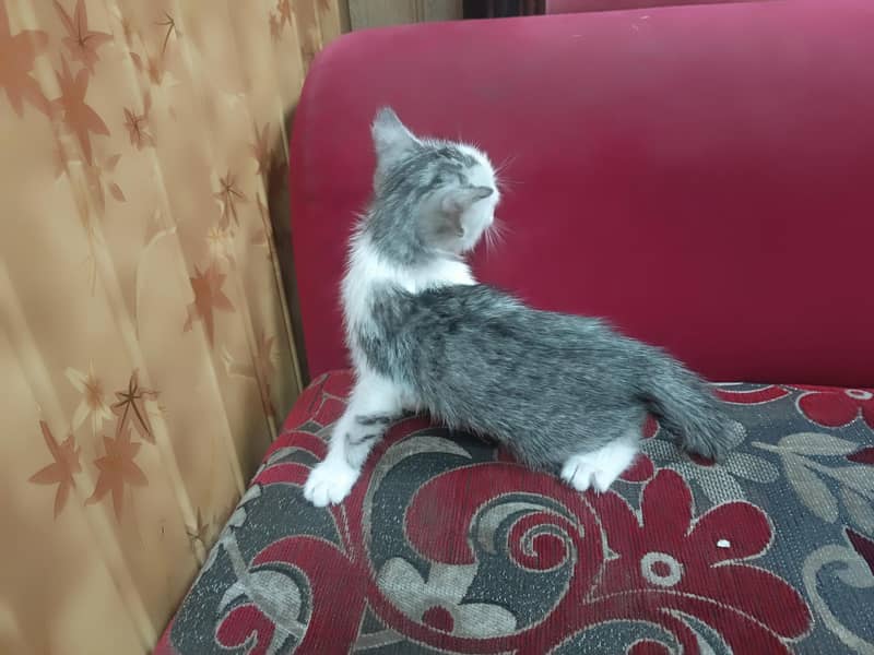 persian kitten 3