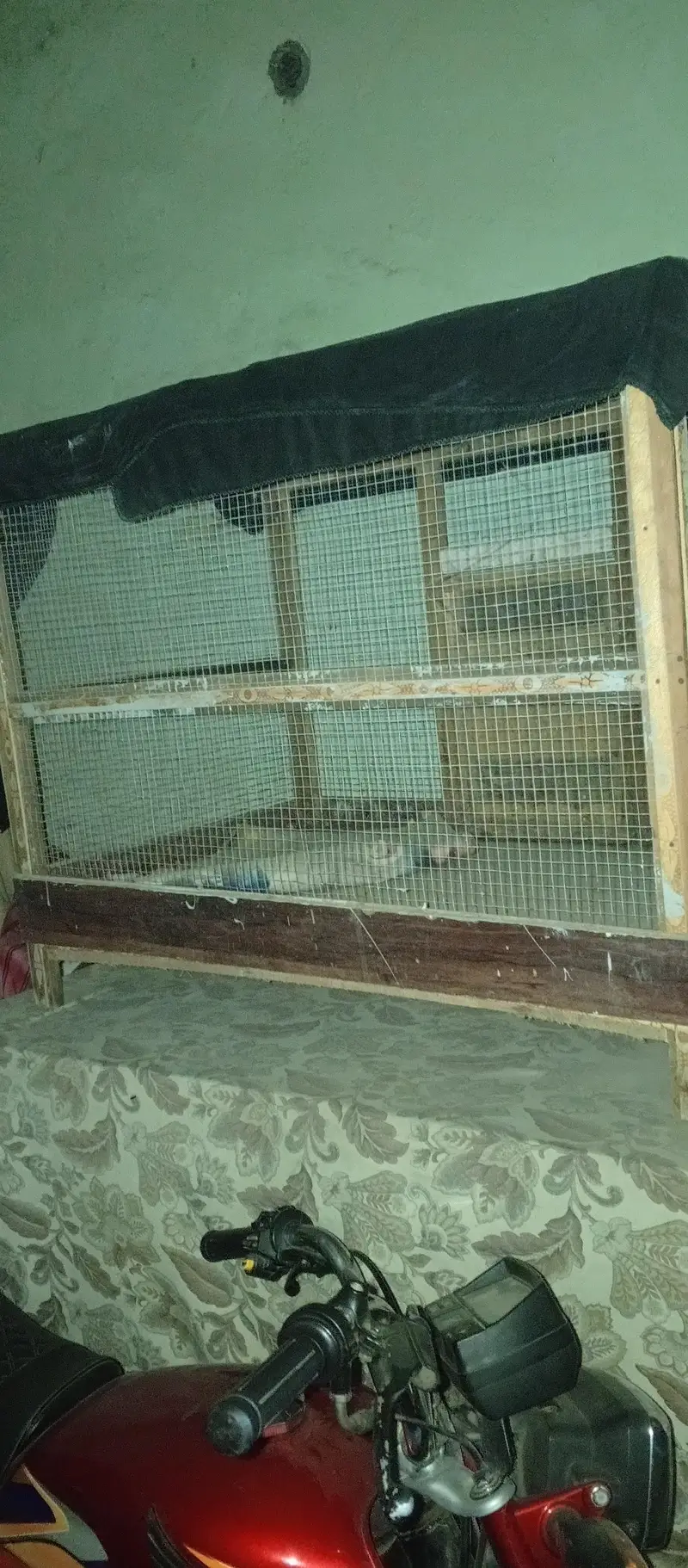 hane and Perot cage — photo 2