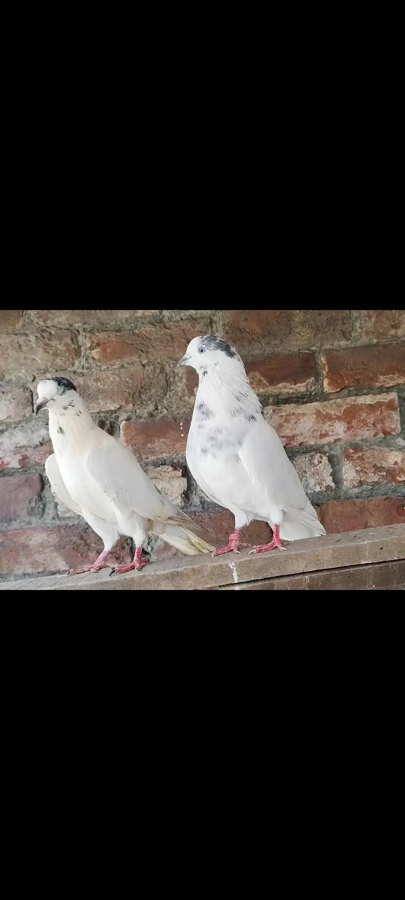 Teddy or Sialkoti — photo 4