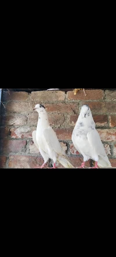 Sialkoti 35 Wala pair