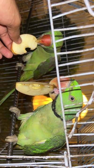 Raw parrots for sale -talking-Healthy