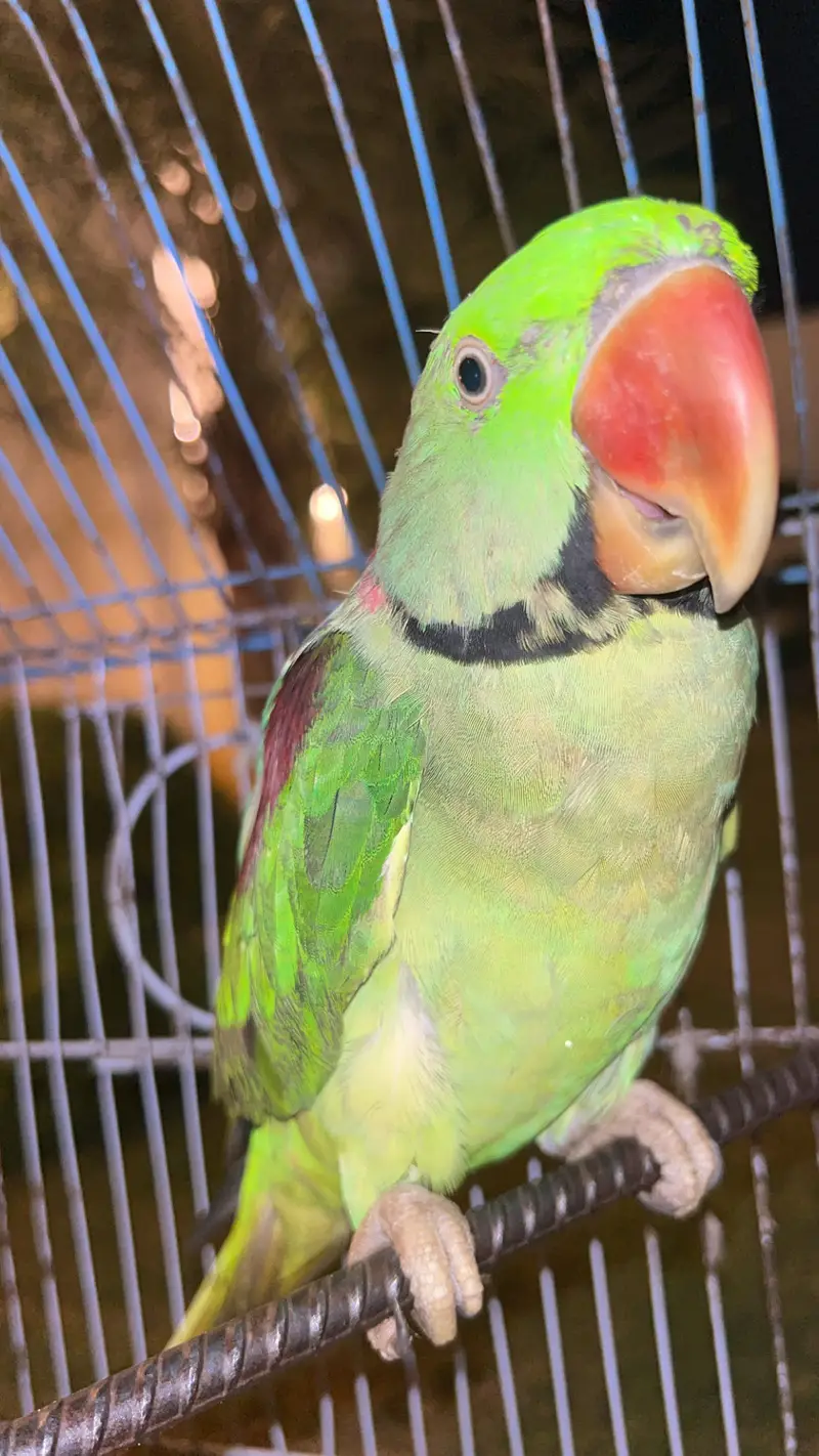 Raw parrots for sale -talking-Healthy — photo 2