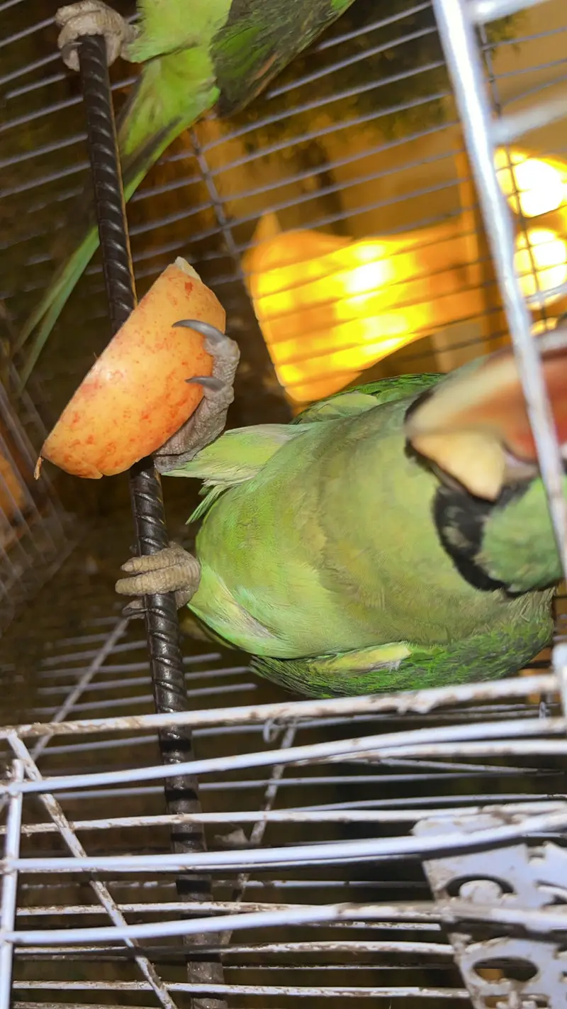 Raw parrots for sale -talking-Healthy — photo 3