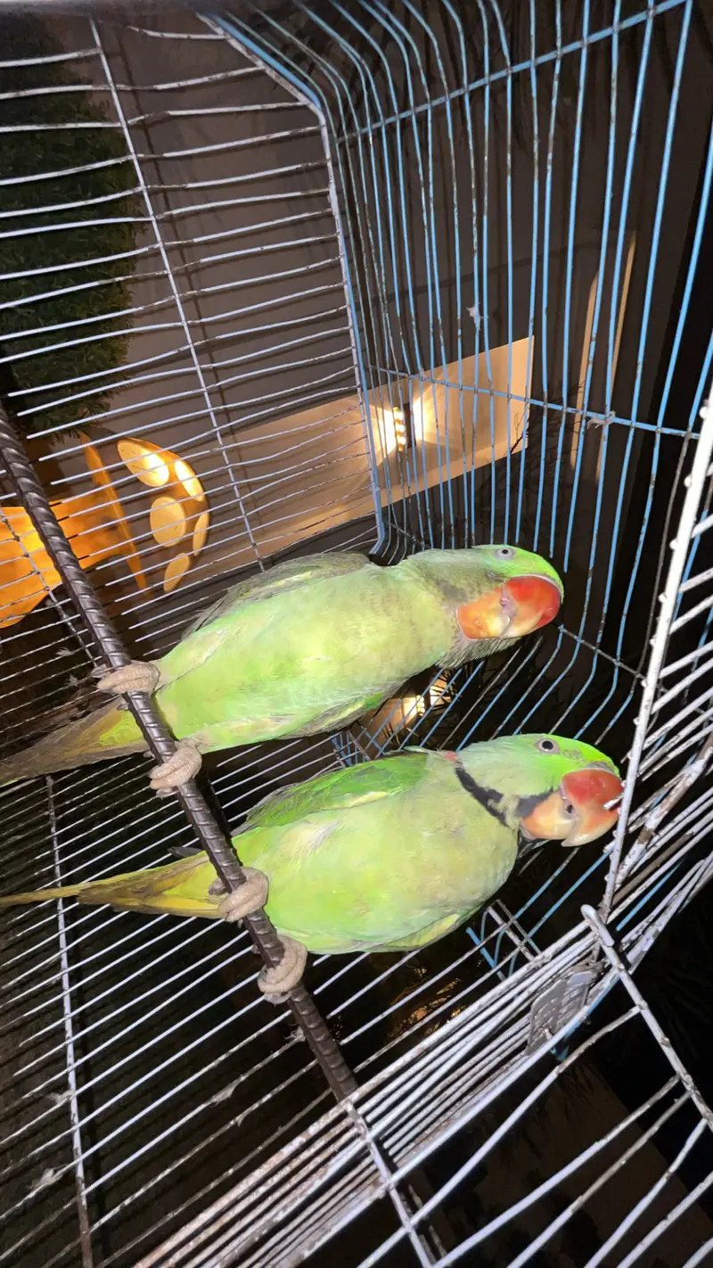 Raw parrots for sale -talking-Healthy — photo 4