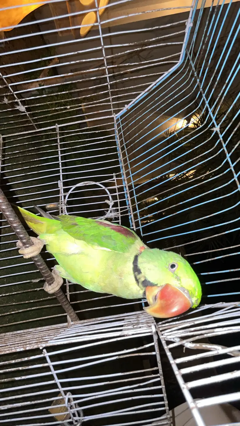 Raw parrots for sale -talking-Healthy — photo 5