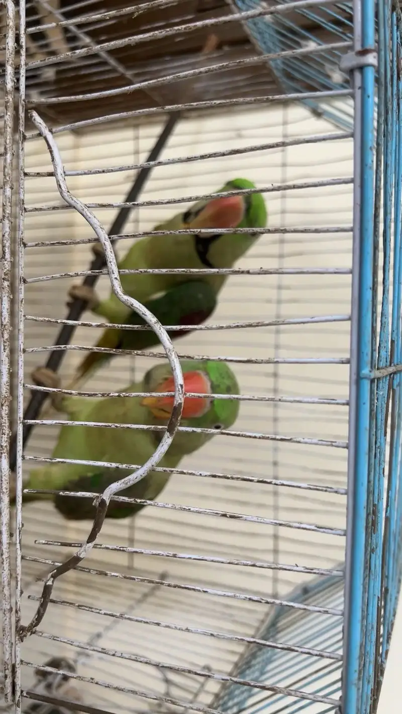 Raw parrots for sale -talking-Healthy — photo 6