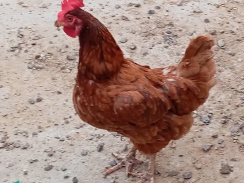 rir female 0