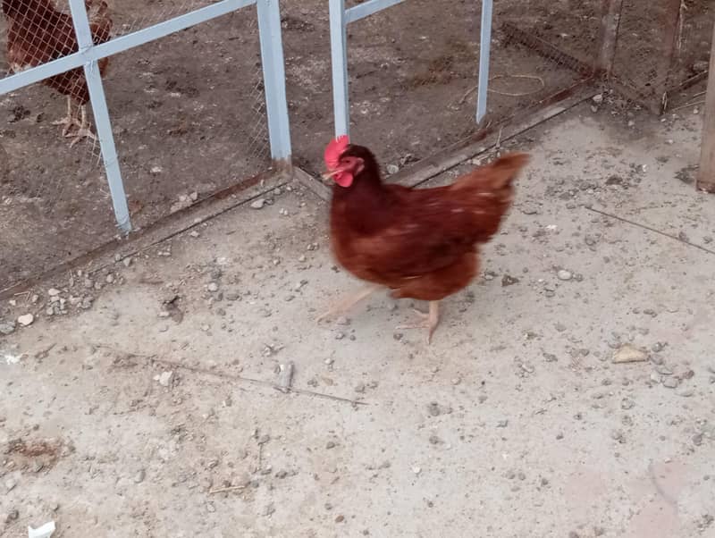 rir female 2