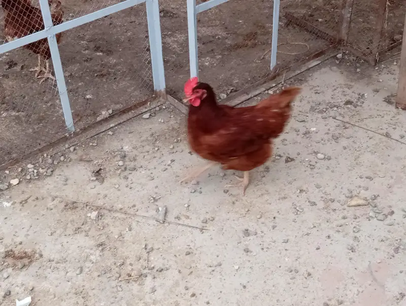 rir female — photo 3