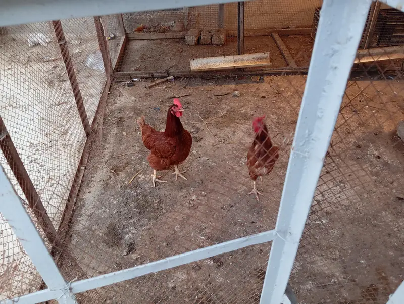 rir female — photo 4