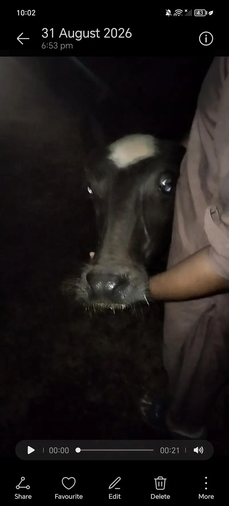 gataa