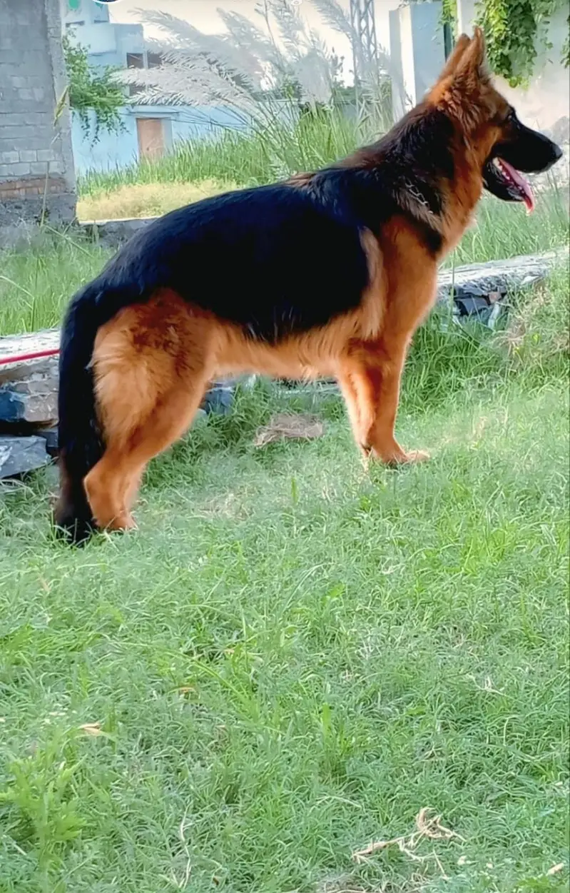 Female German shepherd dog