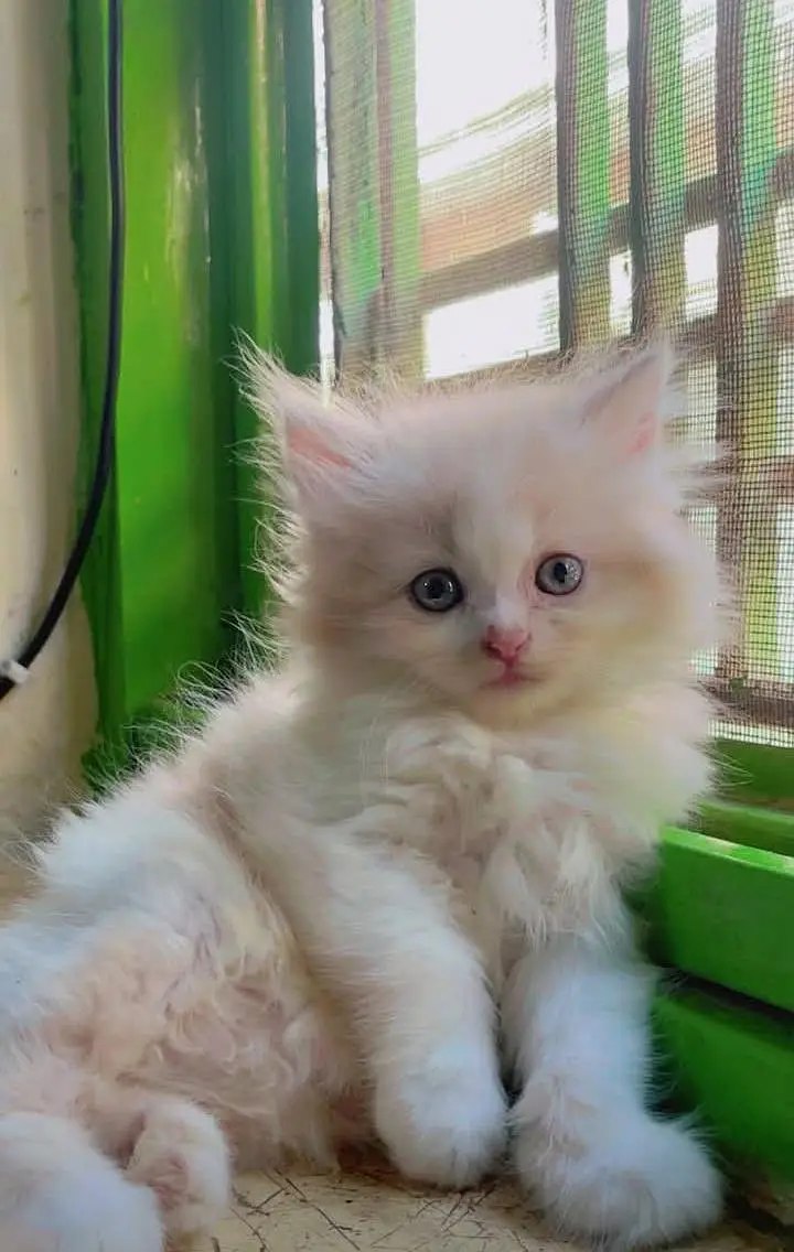 person cat for sale — photo 3