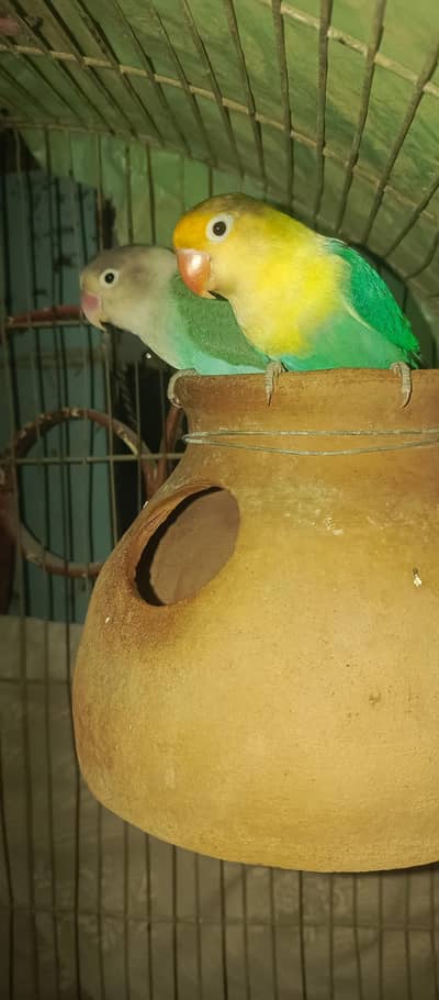 Healthy pair of Lovebirds urgent sale 