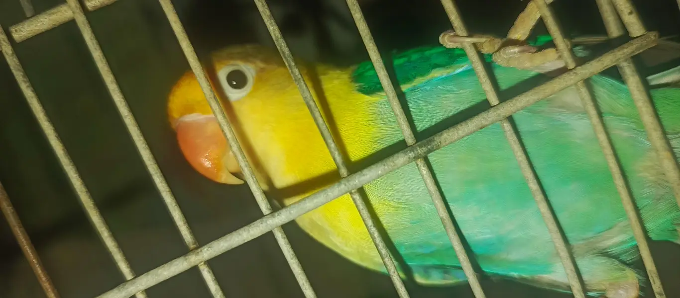 Healthy pair of Lovebirds urgent sale  — photo 2