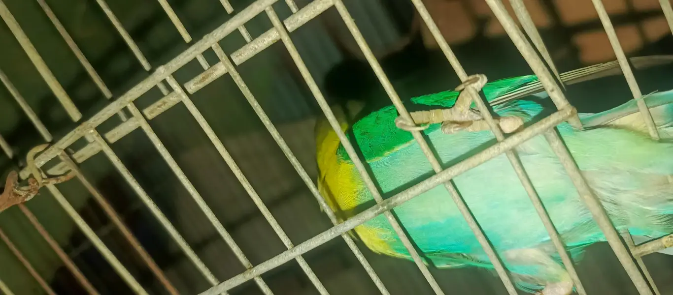 Healthy pair of Lovebirds urgent sale  — photo 3