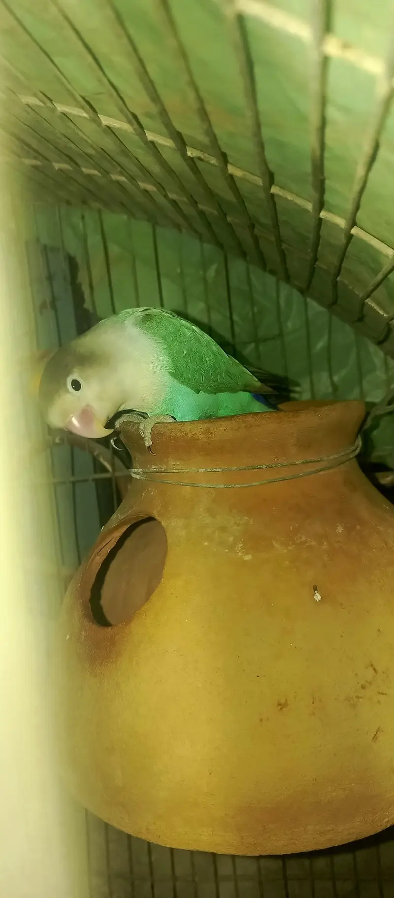 Healthy pair of Lovebirds urgent sale  — photo 4