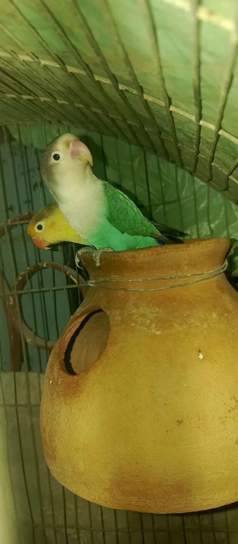 Healthy pair of Lovebirds urgent sale  — photo 5