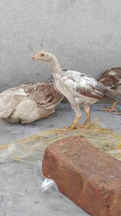 Aseel murgi with 3 chicks