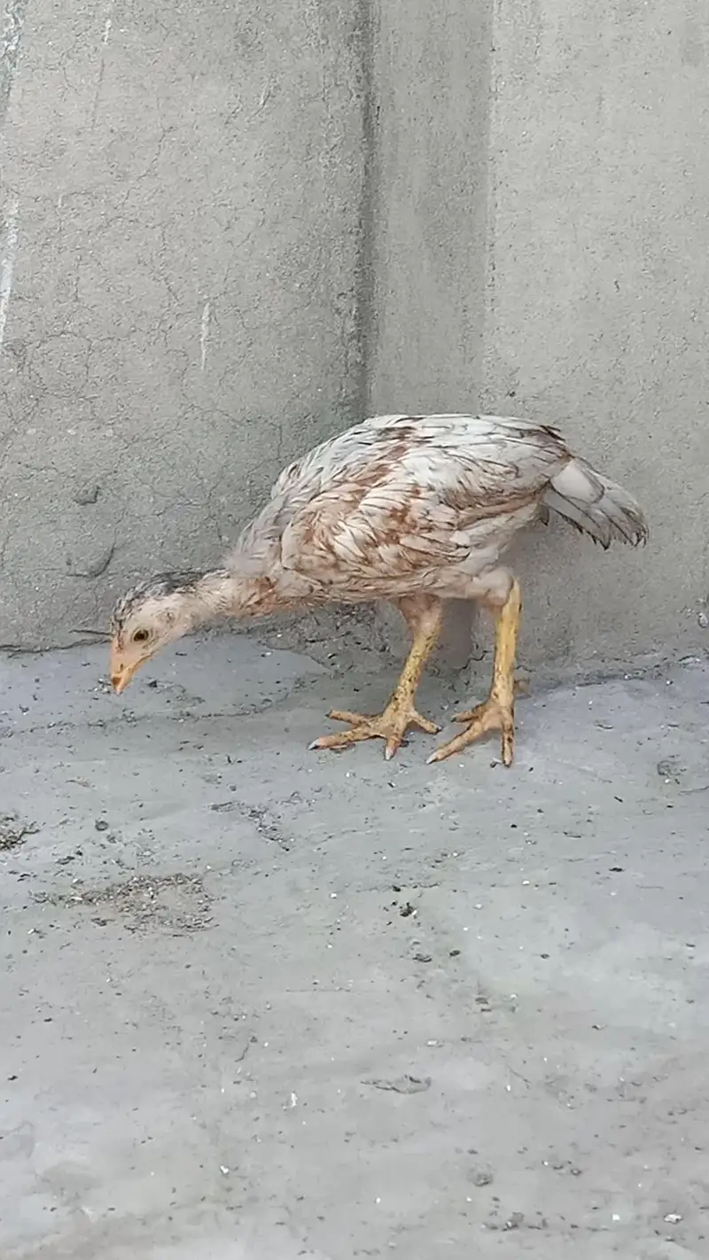 Aseel murgi with 3 chicks — photo 2