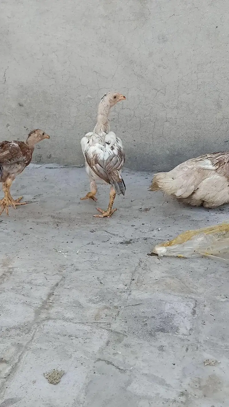 Aseel murgi with 3 chicks — photo 3