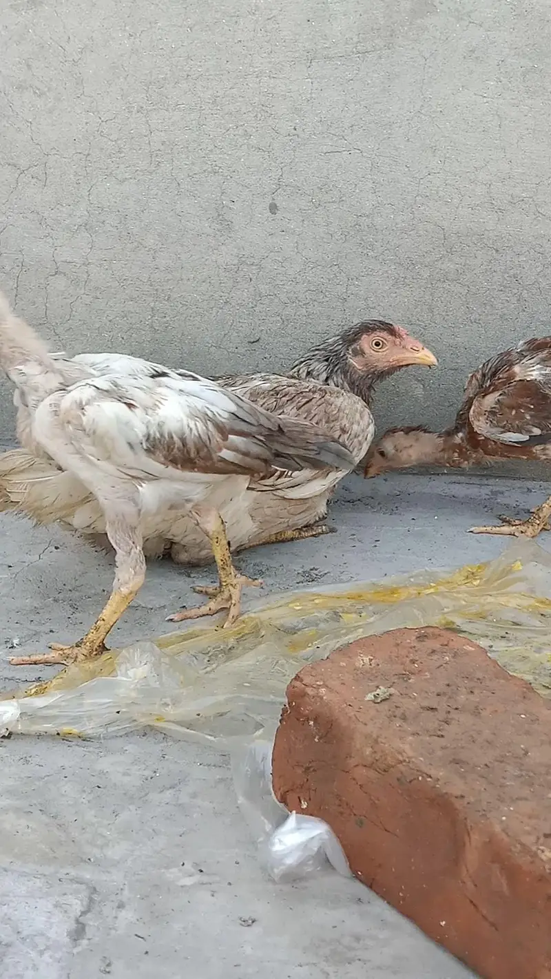 Aseel murgi with 3 chicks — photo 4