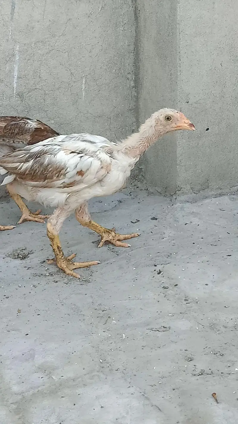 Aseel murgi with 3 chicks — photo 5