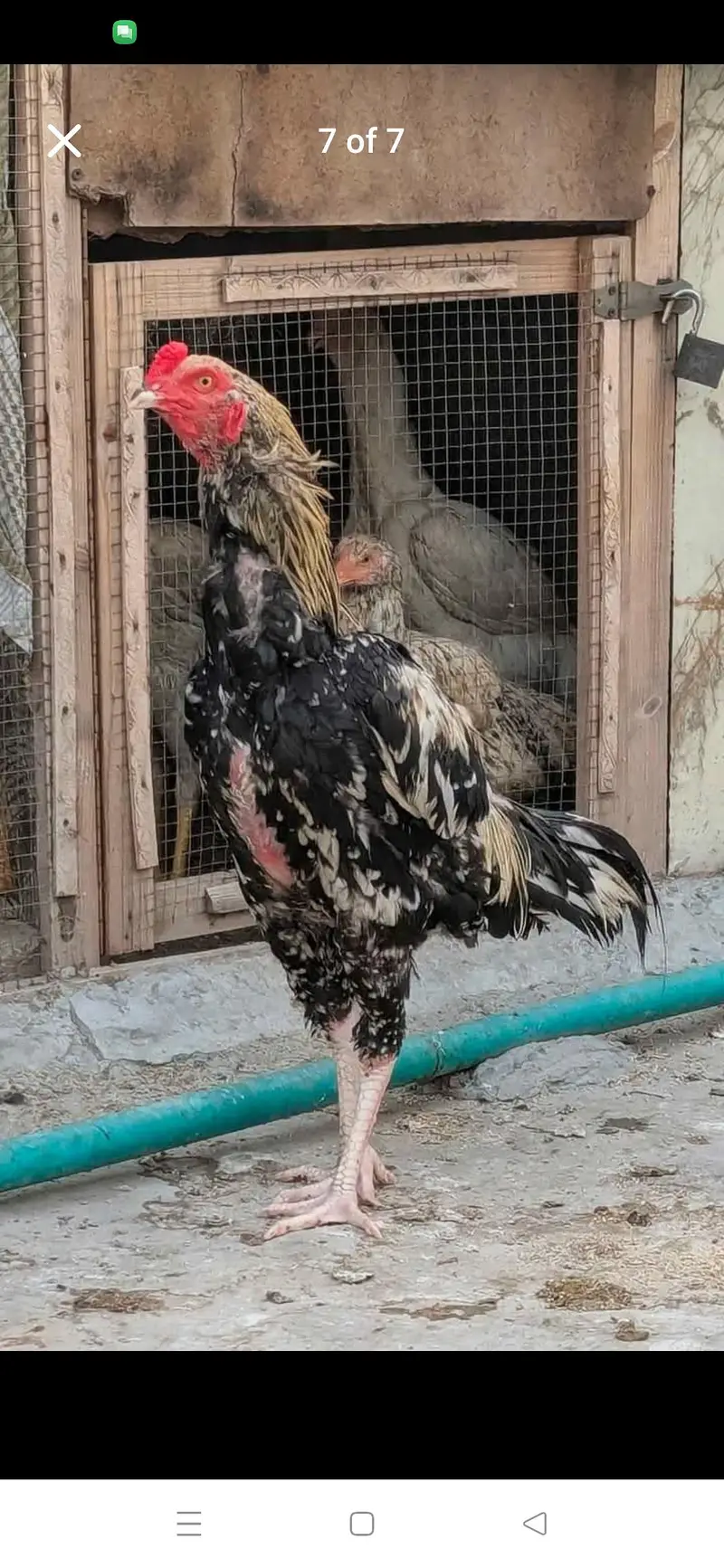 Aseel murgi with 3 chicks — photo 6